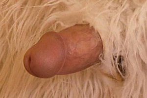 欧美18一12sex性处hd Porn